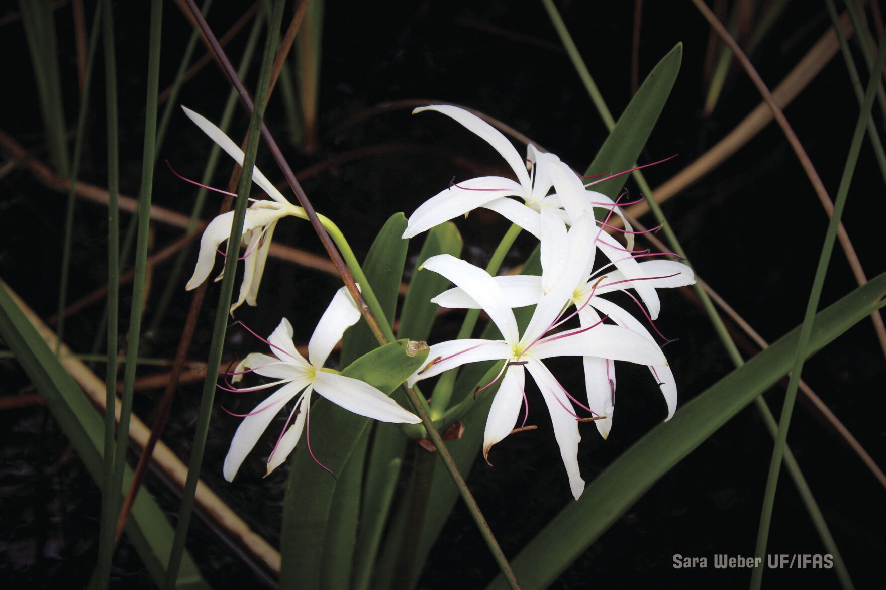 Swamp Lily
